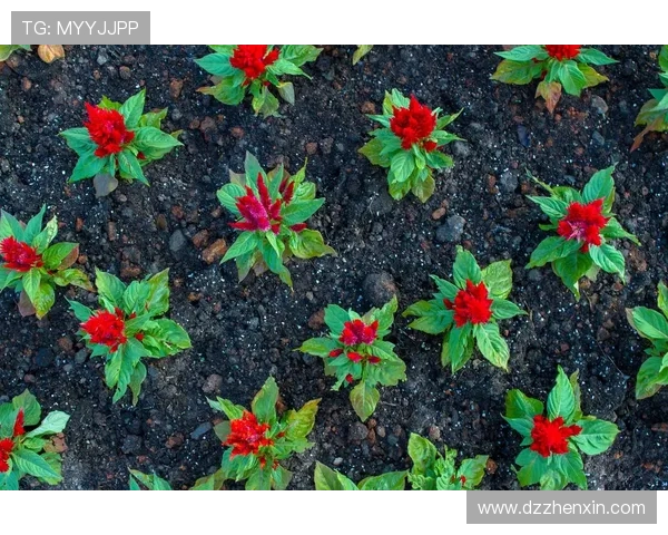 专访周敏：探寻网球界的成功秘诀与奋斗历程